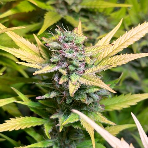 Pink Runtz Auto growlog timeline photo