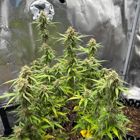 Trainwreck Auto growlog timeline photo