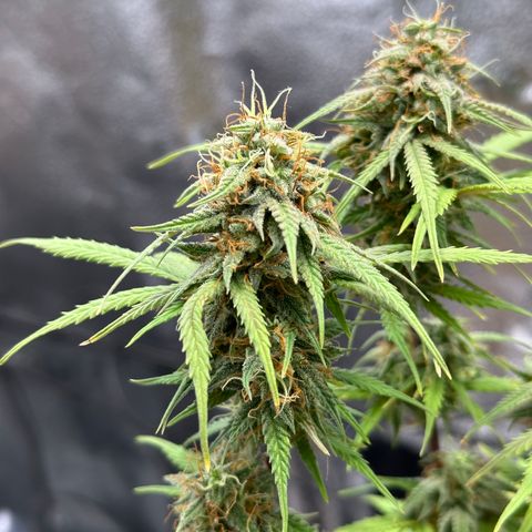 Trainwreck Auto growlog timeline photo