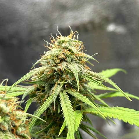 Trainwreck Auto growlog timeline photo