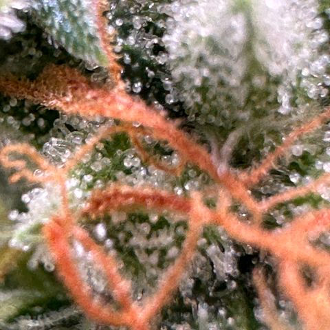 Trainwreck Auto growlog timeline photo