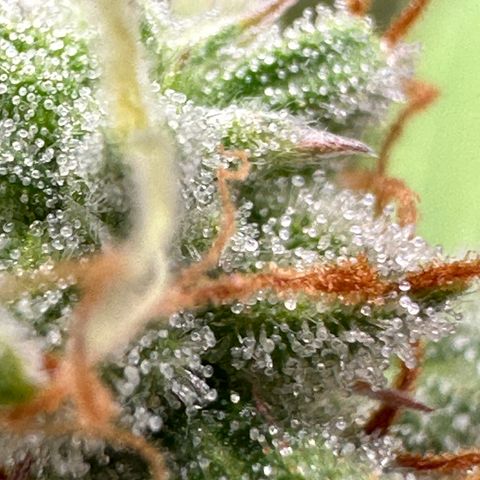 Trainwreck Auto growlog timeline photo