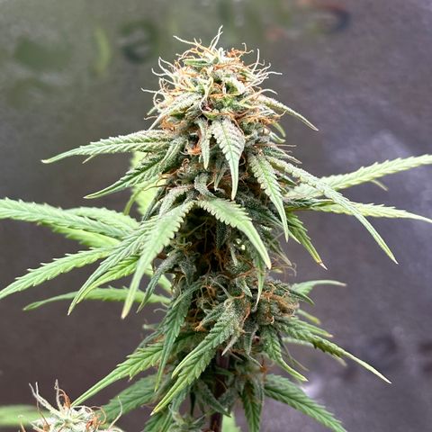 Trainwreck Auto growlog timeline photo