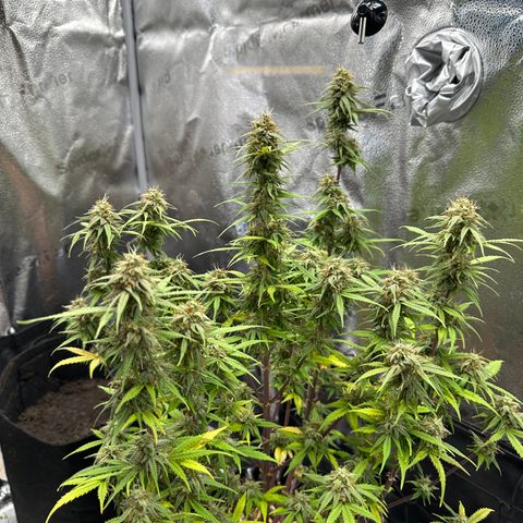 Trainwreck Auto growlog timeline photo