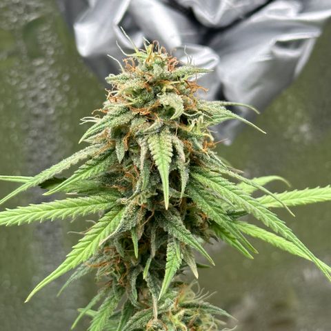 Trainwreck Auto growlog timeline photo