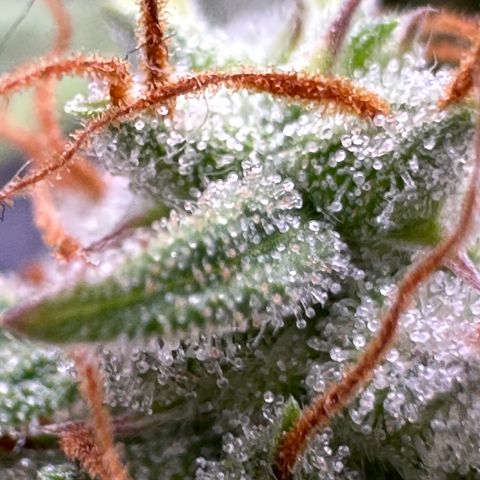 Trainwreck Auto growlog timeline photo