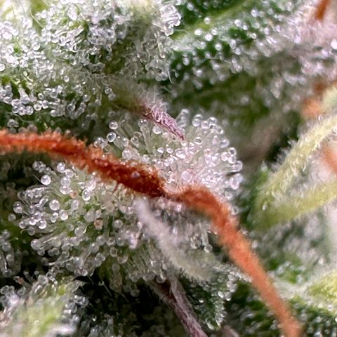 Trainwreck Auto growlog timeline photo
