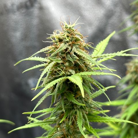 Trainwreck Auto growlog timeline photo