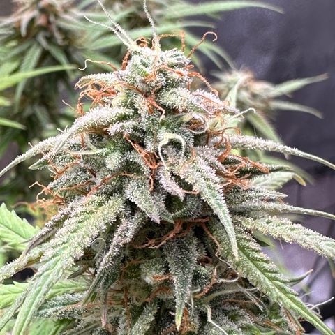 Trainwreck Auto growlog timeline photo