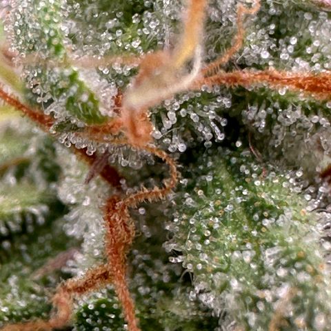 Trainwreck Auto growlog timeline photo