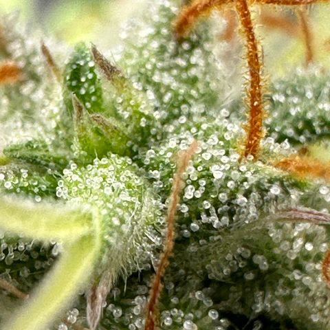 Trainwreck Auto growlog timeline photo