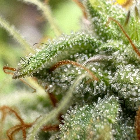 Trainwreck Auto growlog timeline photo