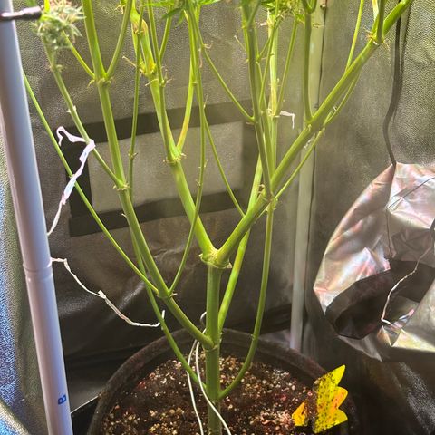 Pink Runtz Auto growlog timeline photo