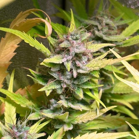 Pink Runtz Auto growlog timeline photo