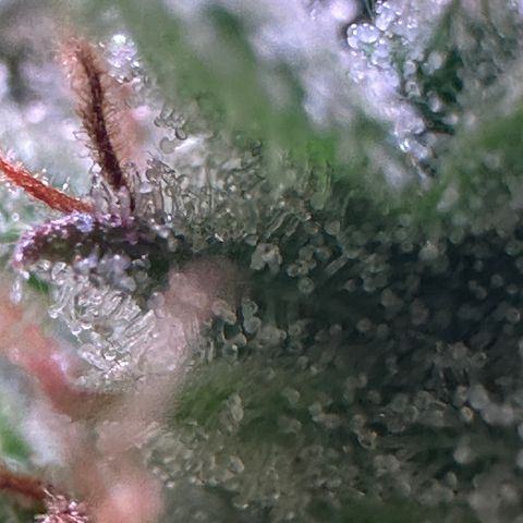 Pink Runtz Auto growlog timeline photo