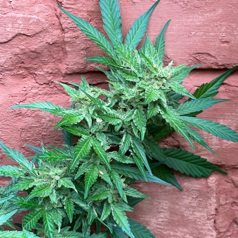Cosmos F1 growlog timeline photo