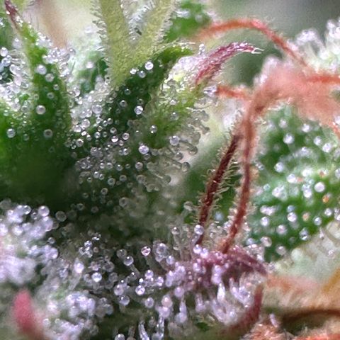Pink Runtz Auto growlog timeline photo
