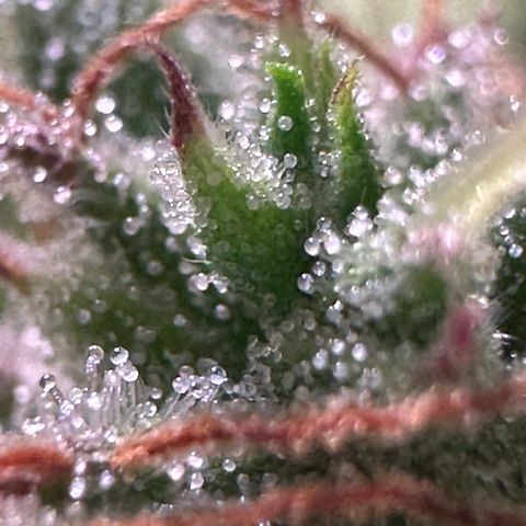Pink Runtz Auto growlog timeline photo