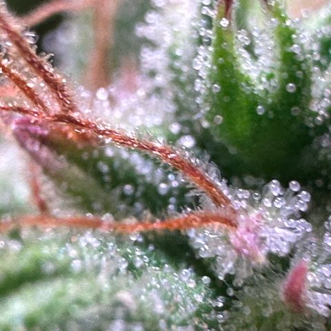 Pink Runtz Auto growlog timeline photo