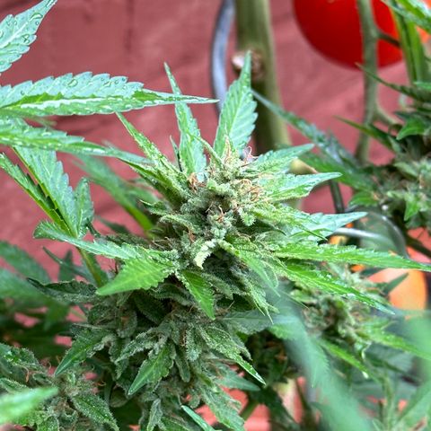 Cosmos F1 growlog timeline photo