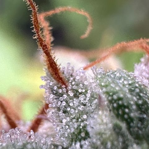 Trainwreck Auto growlog timeline photo