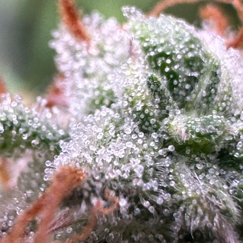 Trainwreck Auto growlog timeline photo