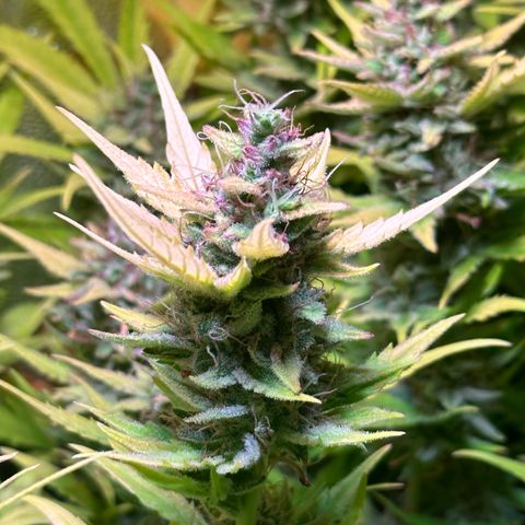 Pink Runtz Auto growlog timeline photo