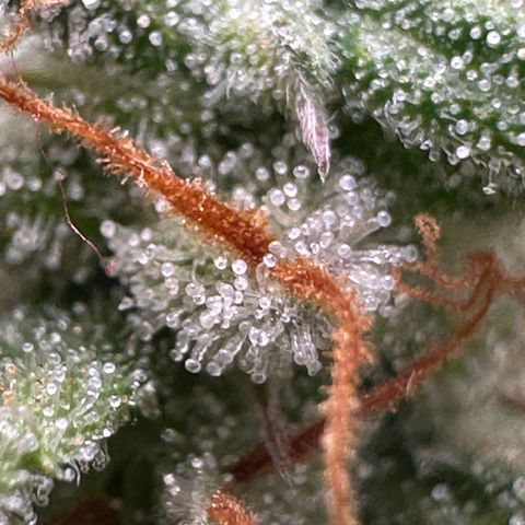 Trainwreck Auto growlog timeline photo