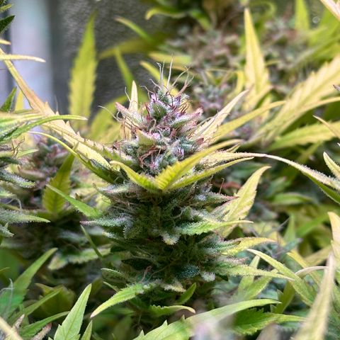 Pink Runtz Auto growlog timeline photo