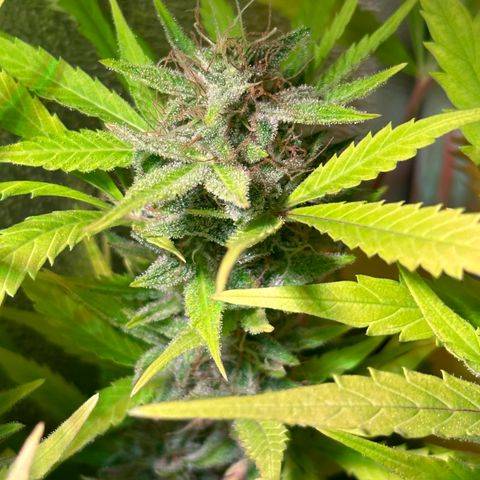 Pink Runtz Auto growlog timeline photo