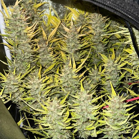 Pink Runtz Auto growlog timeline photo