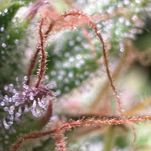 Pink Runtz Auto growlog timeline photo