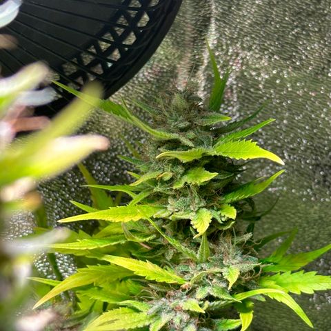 Pink Runtz Auto growlog timeline photo