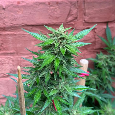Cosmos F1 growlog timeline photo