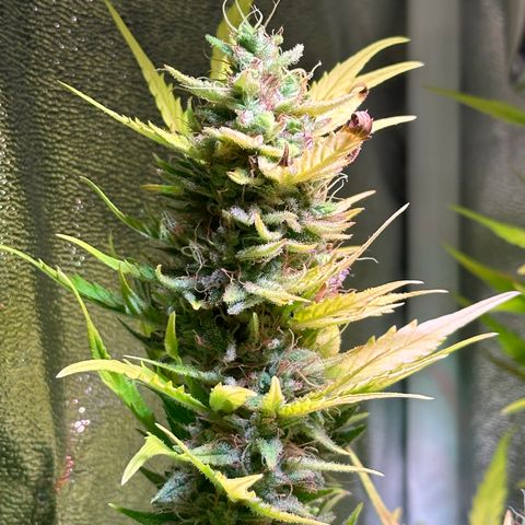Pink Runtz Auto growlog timeline photo
