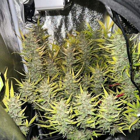 Pink Runtz Auto growlog timeline photo