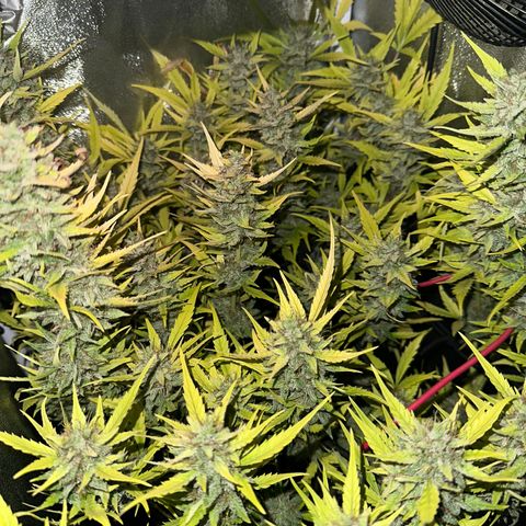 Pink Runtz Auto growlog timeline photo