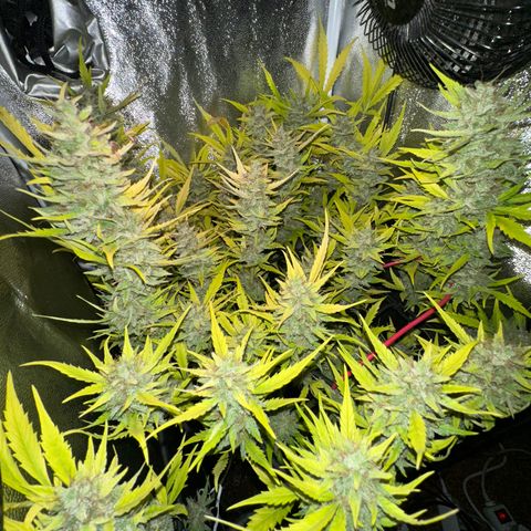 Pink Runtz Auto growlog timeline photo
