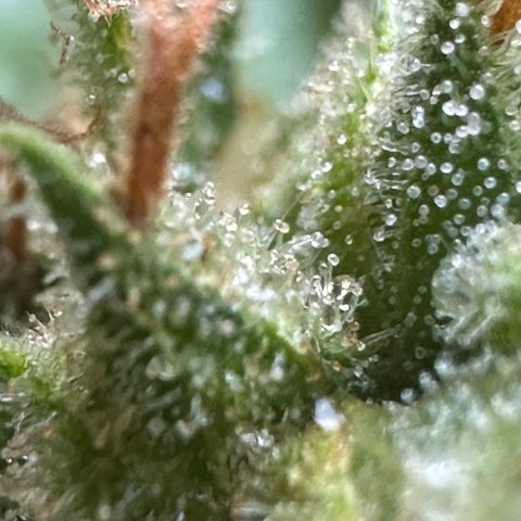 Cosmos F1 growlog timeline photo