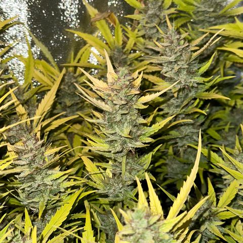 Pink Runtz Auto growlog timeline photo