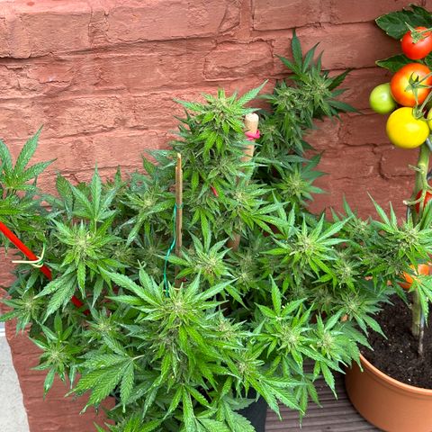 Cosmos F1 growlog timeline photo