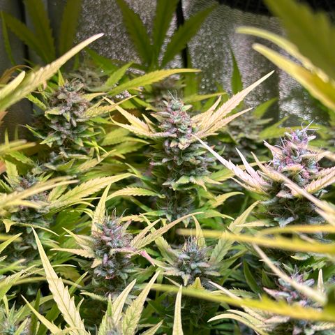 Pink Runtz Auto growlog timeline photo