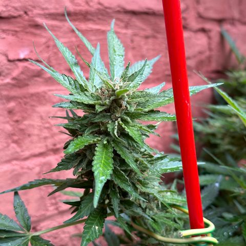Cosmos F1 growlog timeline photo