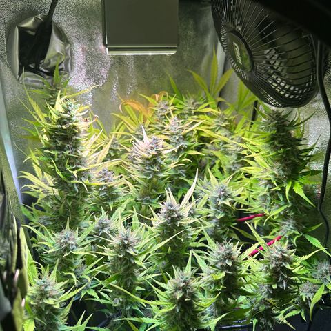 Pink Runtz Auto growlog timeline photo