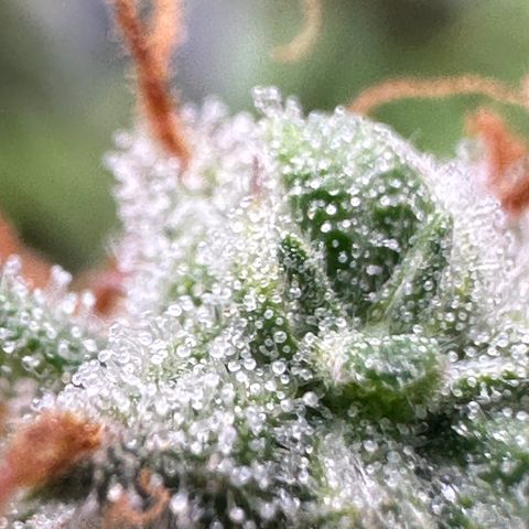 Trainwreck Auto growlog timeline photo