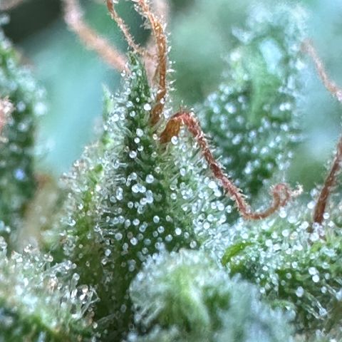 Cosmos F1 growlog timeline photo