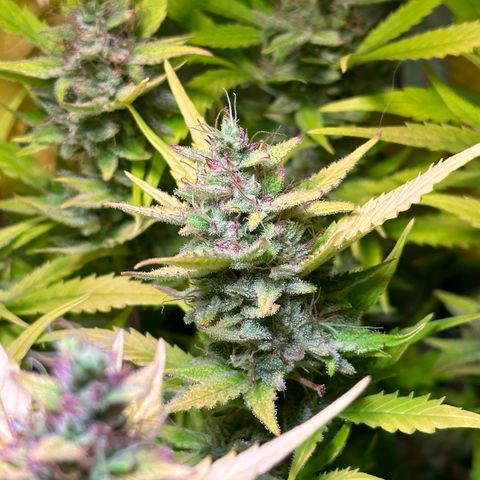 Pink Runtz Auto growlog timeline photo