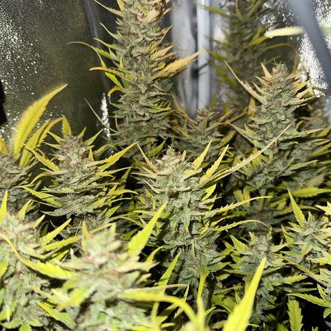Pink Runtz Auto growlog timeline photo