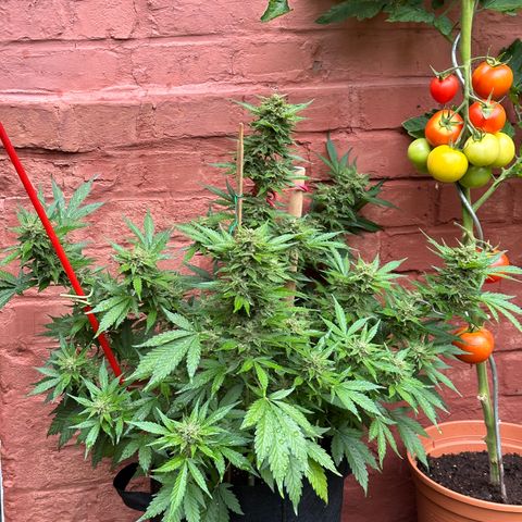 Cosmos F1 growlog timeline photo