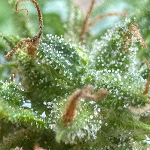 Cosmos F1 growlog timeline photo